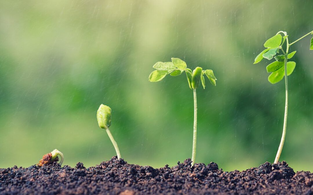 Portfolios Are No Different From Gardening