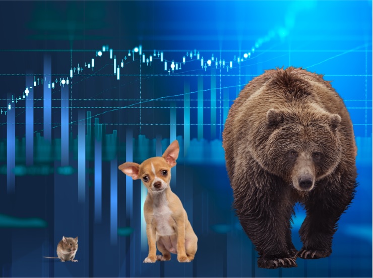 The Stock Market Is an Odd Animal