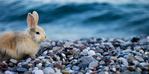 The Year of the Rabbit